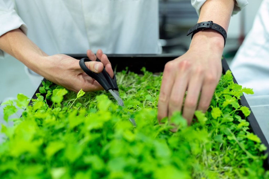 pexels-photo-3912947 Close-up of a scientist's hands harvesting microgreens in a lab with scissors and plant box.